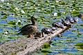 MGA89147R ducks turtles Deer Lake